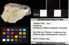 Foto (Objket + Etiketten) von Goniodromites sp. 